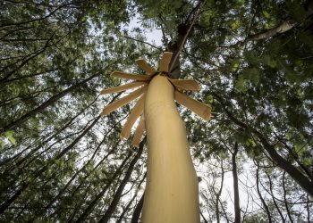 Ação de Formação sobre Plantas Invasoras