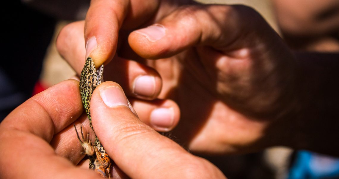 Bioblitz: à descoberta da biodiversidade da Ebio do Merujal