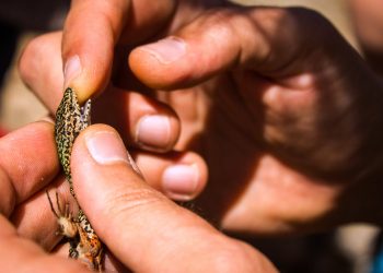 Bioblitz: à descoberta da biodiversidade da Ebio do Merujal