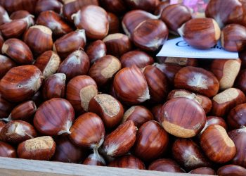 Concurso da Melhor Castanha