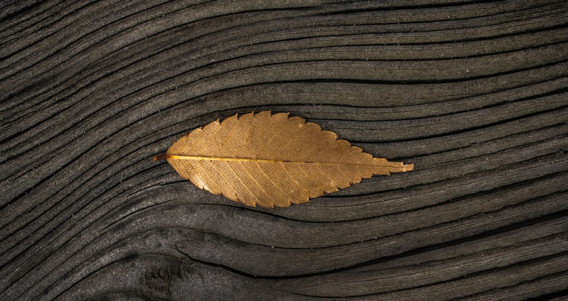 Festival da Castanha 2019: conheça o programa