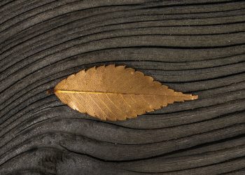 Festival da Castanha 2019: conheça o programa