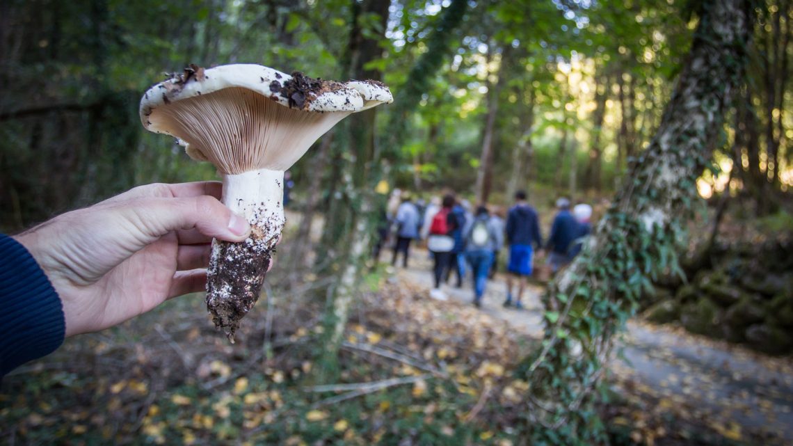 Vamos apanhar cogumelos no Festival da Castanha 2019