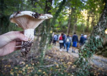 Vamos apanhar cogumelos no Festival da Castanha 2019