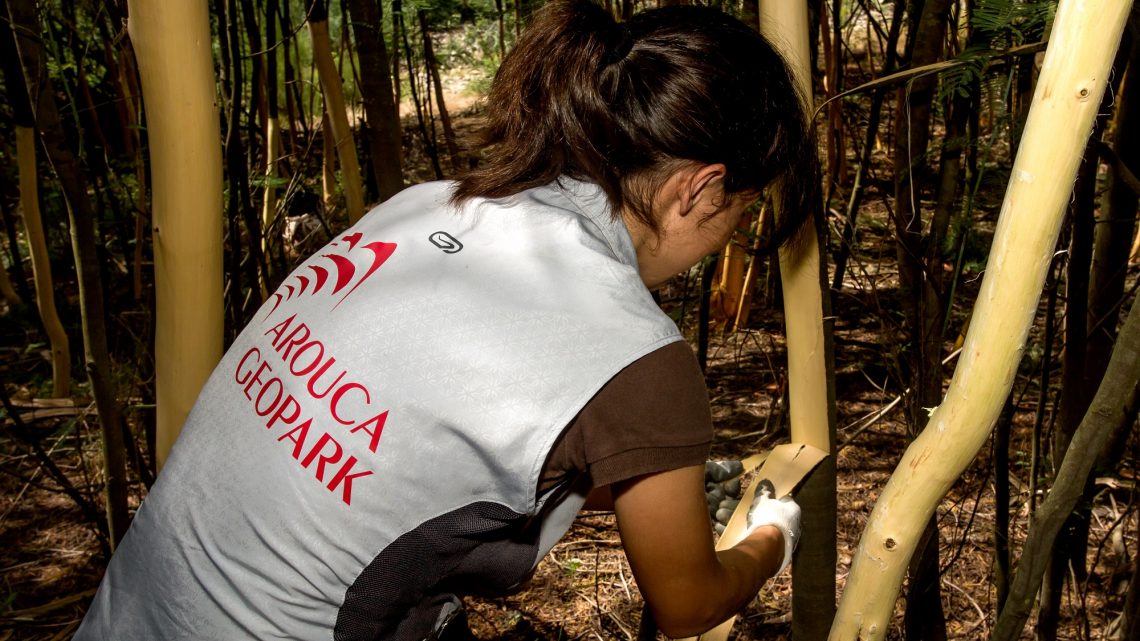 Ação de voluntariado “Descasque de mimosas” decorre a 22 de fevereiro