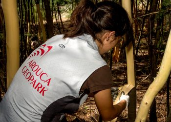 Ação de voluntariado “Descasque de mimosas” decorre a 22 de fevereiro