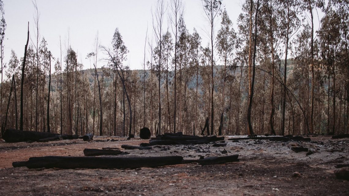 Período crítico de incêndios entra em vigor hoje, 1 de julho
