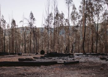 Período crítico de incêndios entra em vigor hoje, 1 de julho