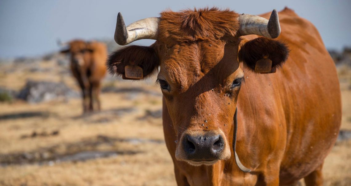 Quadruplica número de produtores de raça arouquesa apoiados pelo Município