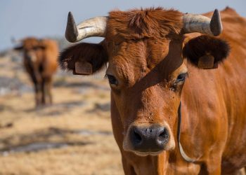 Quadruplica número de produtores de raça arouquesa apoiados pelo Município