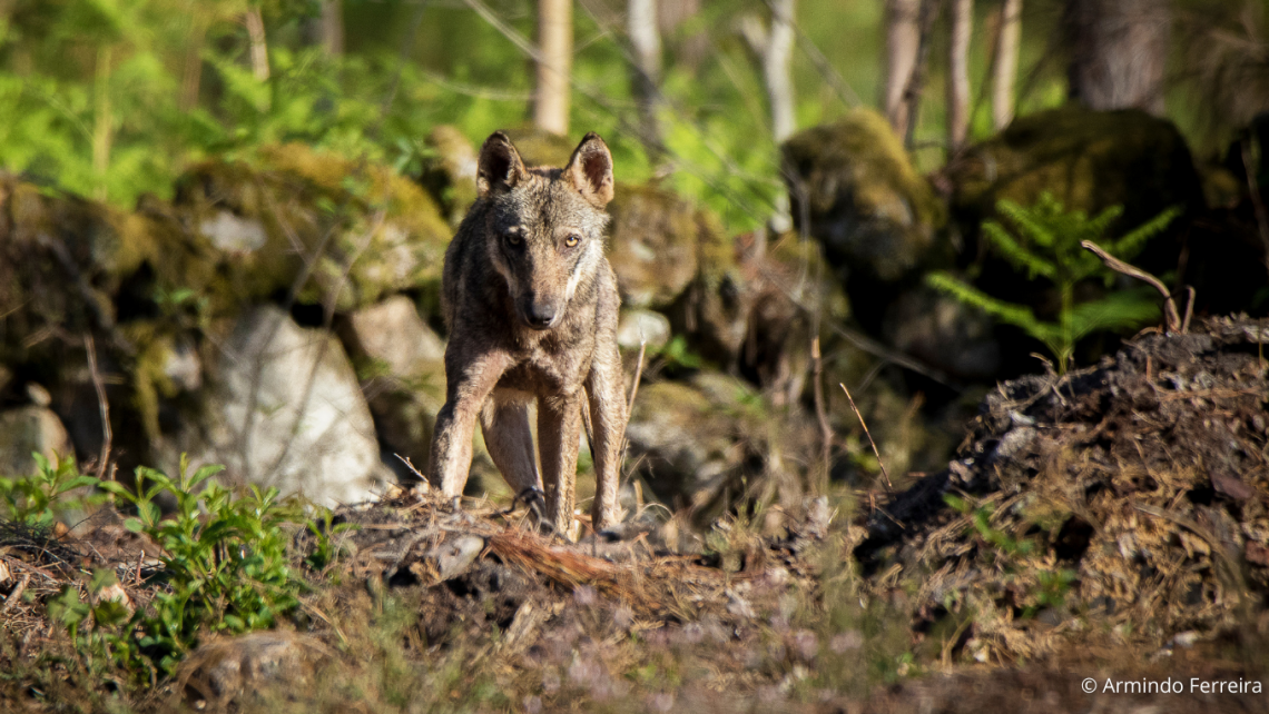 Participe no webinar «No rasto dos mamíferos do Arouca Geopark» a 9 de abril