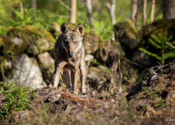 Participe no webinar «No rasto dos mamíferos do Arouca Geopark» a 9 de abril