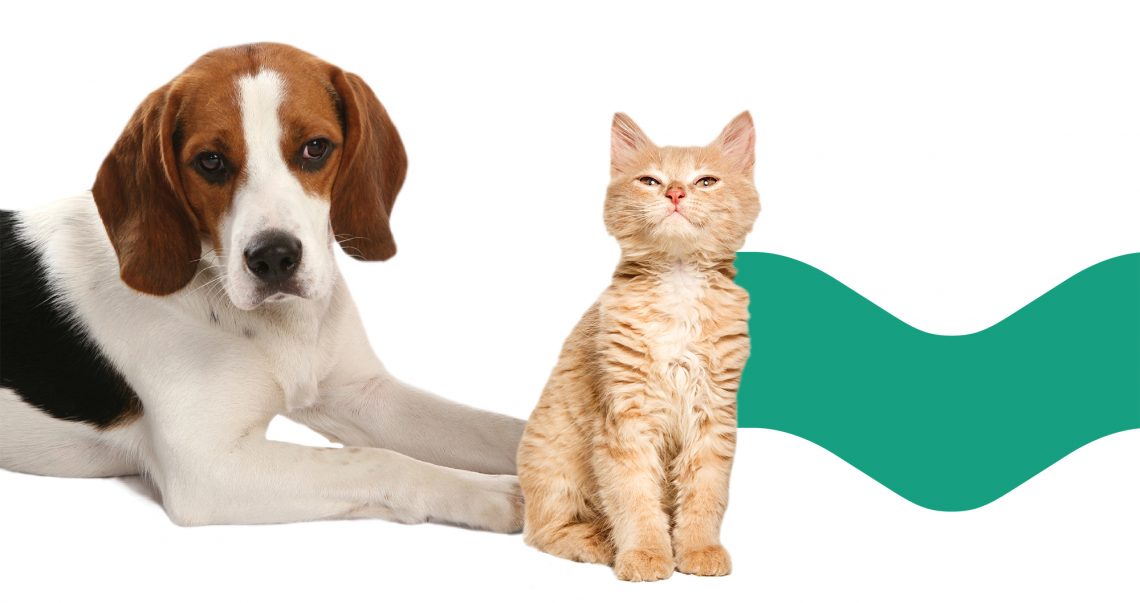 Município de Arouca promove campanha de sensibilização para esterilização de animais de companhia