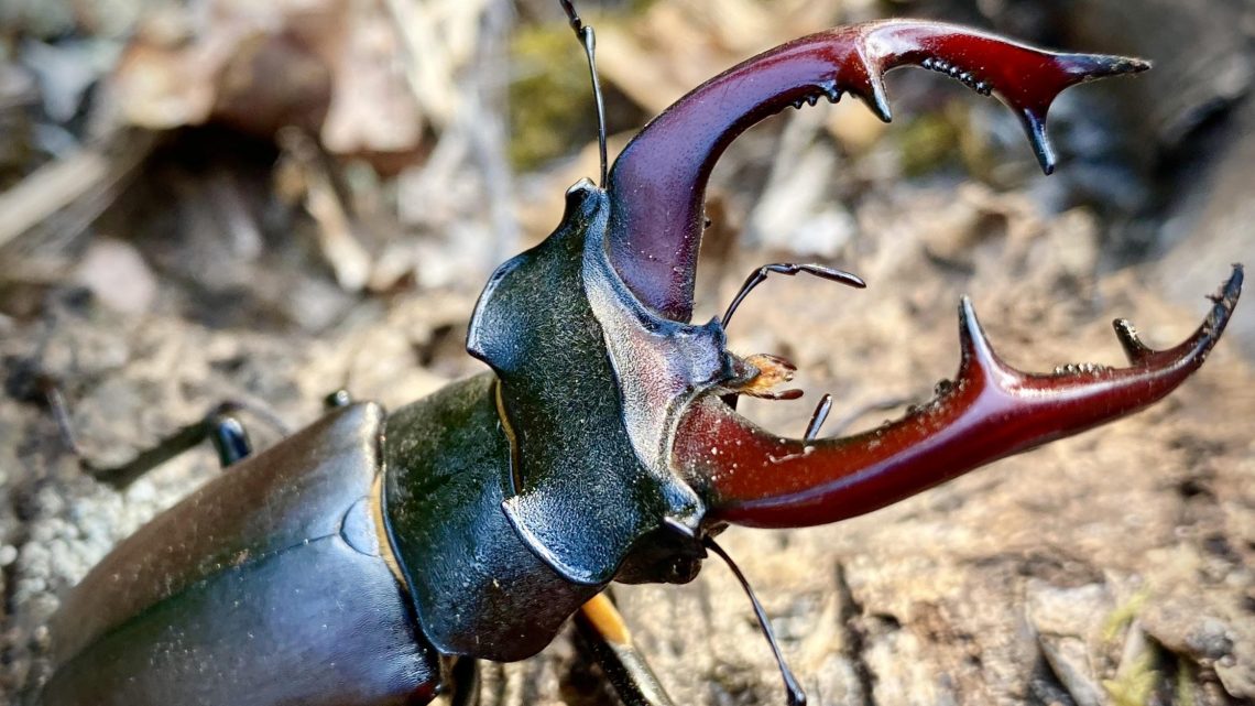 Participe no webinar “A vida na matéria morta: a vaca-loura e outros seres vivos decompositores” a 4 de junho