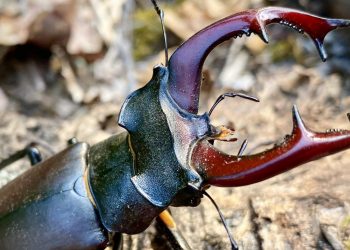 Participe no webinar “A vida na matéria morta: a vaca-loura e outros seres vivos decompositores” a 4 de junho