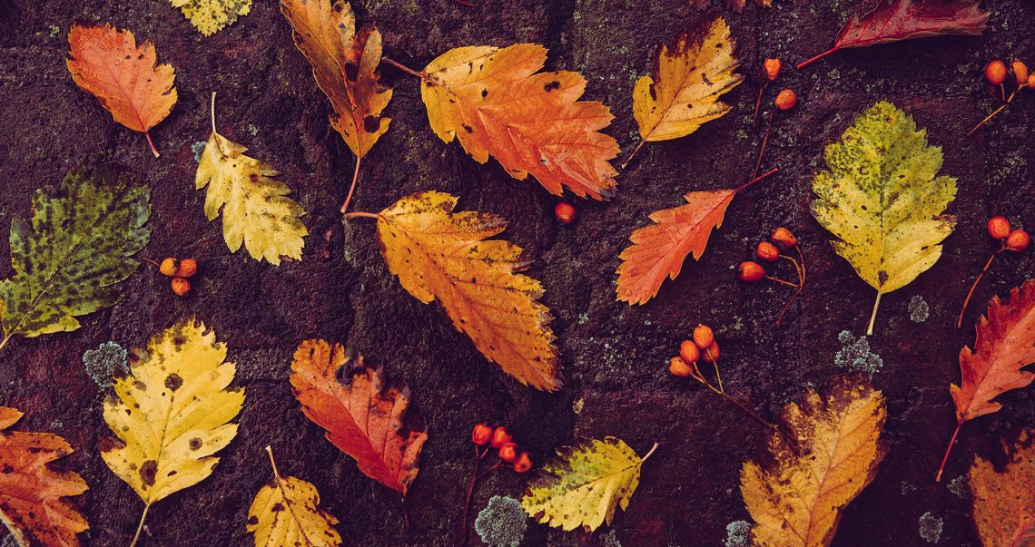 Festival da Castanha 2021: conheça o programa (atualização)