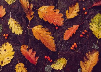 Festival da Castanha 2021: conheça o programa (atualização)