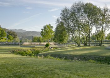 Recolha de contributos para a elaboração do Regulamento Municipal de Gestão do Arvoredo em Meio Urbano