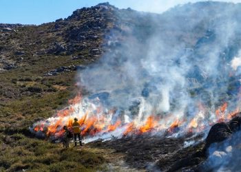 Queimada extensiva para renovação de pastagens e prevenção de incêndios na Serra da Freita