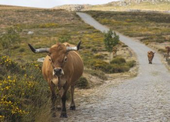 Arouca antecipa pagamento de incentivos à produção de gado arouquês