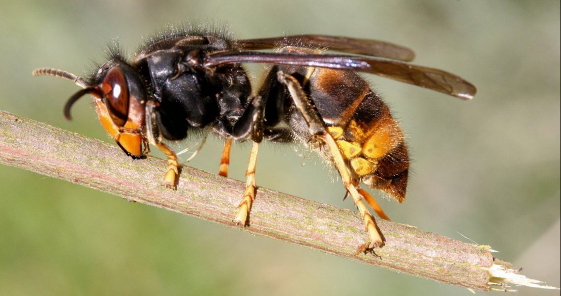 Arouca reforça combate à vespa asiática com distribuição de armadilhas
