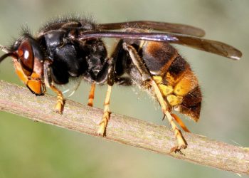 Arouca reforça combate à vespa asiática com distribuição de armadilhas