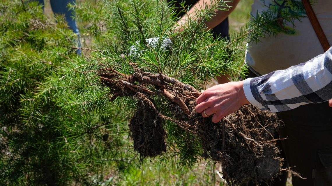Ação de voluntariado “Controlo de háquea-picante no Monte da Senhora da Mó”