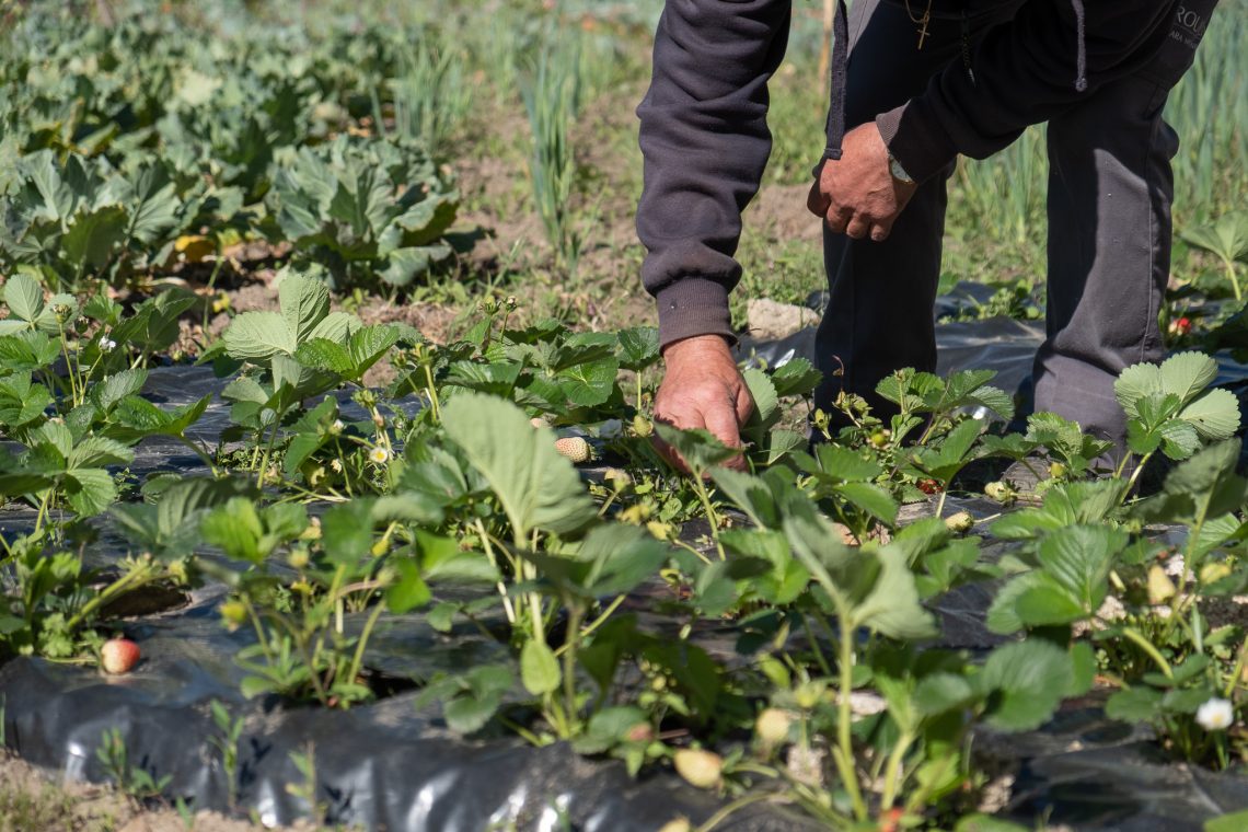 Recolha de contributos para criação do Regulamento Municipal de Atribuição de Incentivos à Produção Agrícola
