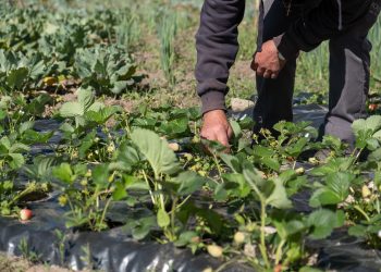 Recolha de contributos para criação do Regulamento Municipal de Atribuição de Incentivos à Produção Agrícola