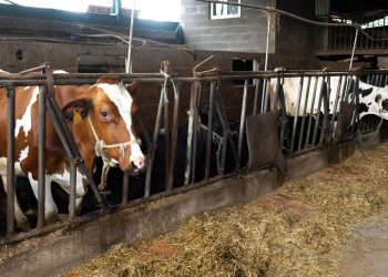 Alteração ao Regulamento Municipal de Urbanização, Edificação e Taxas em Operações Urbanísticas