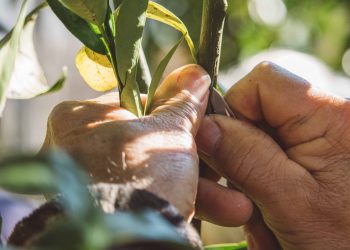 Inscrições abertas para workshop de enxertia para principiantes