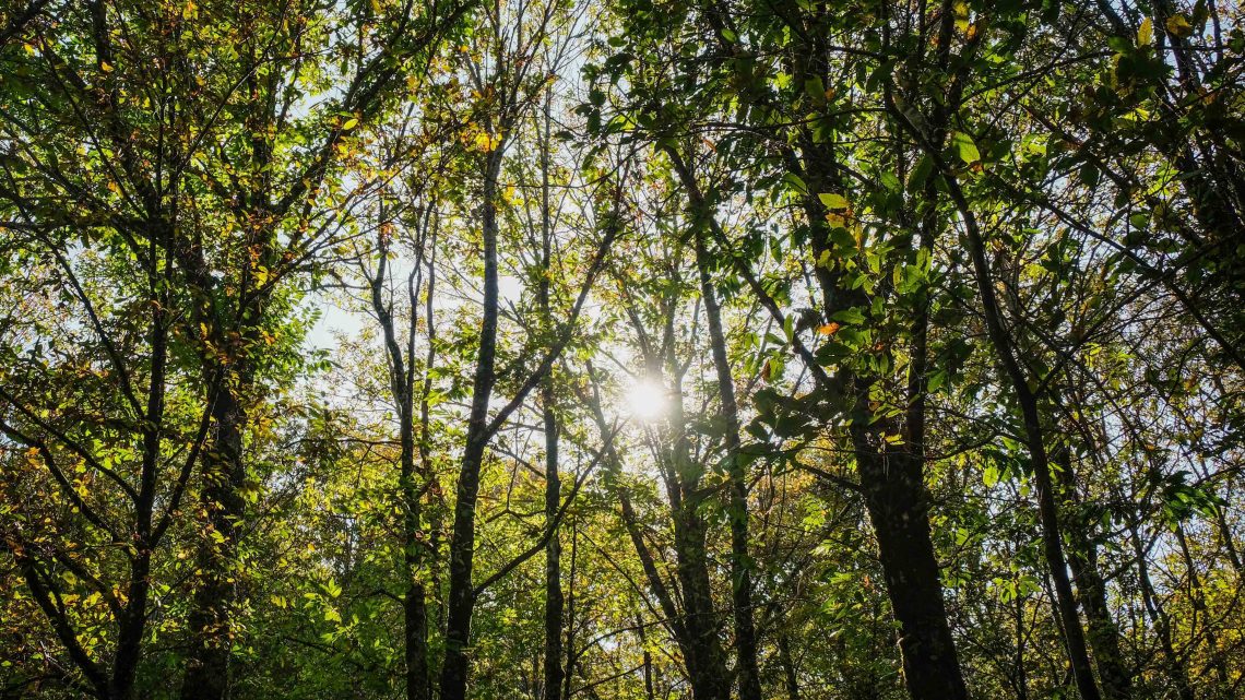 A multifuncionalidade da floresta em debate durante o Festival da Castanha