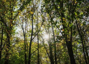 A multifuncionalidade da floresta em debate durante o Festival da Castanha