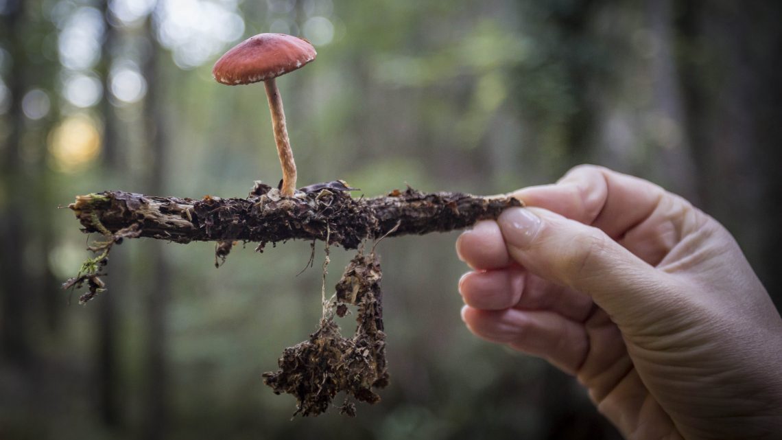 Inscrições abertas para a saída micológica do Festival da Castanha 2022