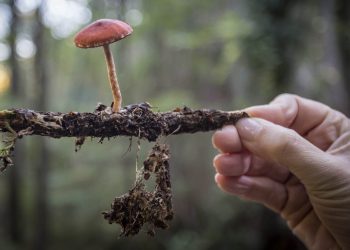 Inscrições abertas para a saída micológica do Festival da Castanha 2022