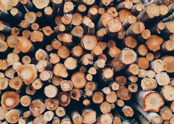 Alienação de material lenhoso pelo Município de Arouca