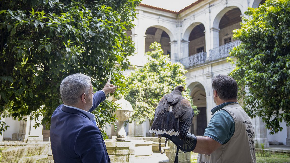 Município de Arouca implementa serviço de controlo de pombos com recurso a aves de rapina