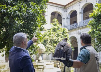 Município de Arouca implementa serviço de controlo de pombos com recurso a aves de rapina