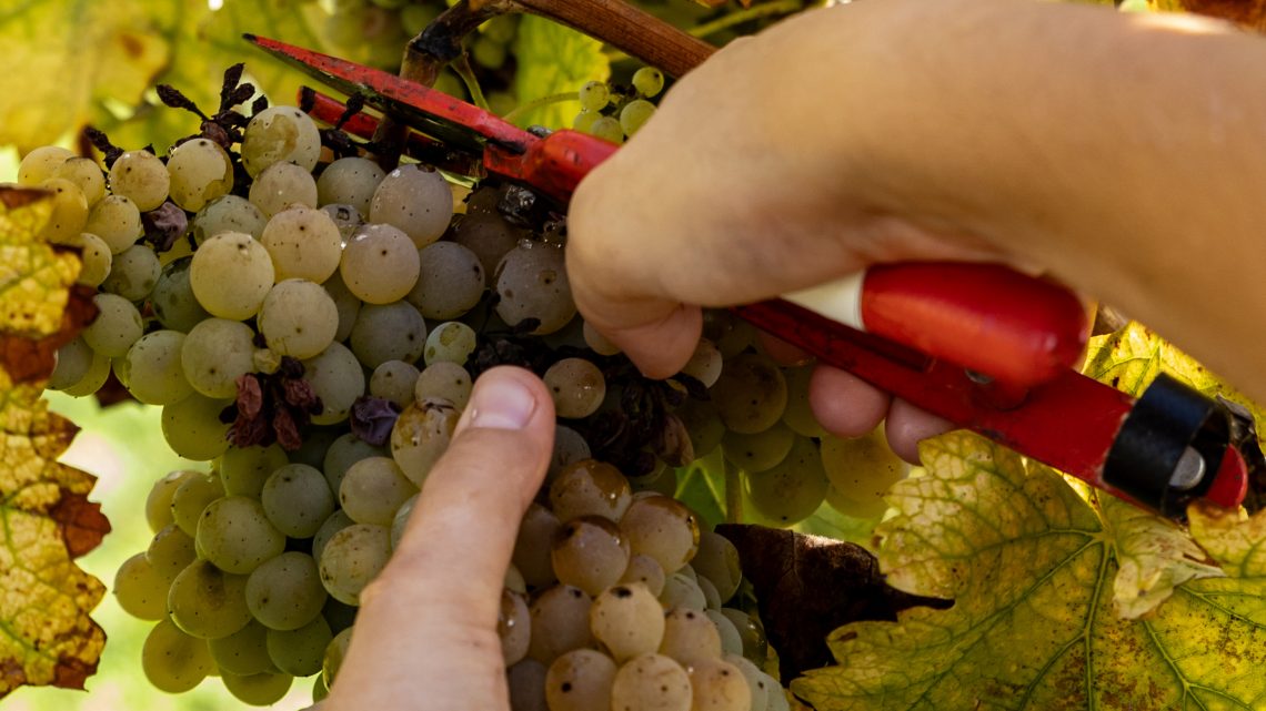 Inscrições abertas para concurso “O Vinho Verde de Arouca” integrado na Feira das Colheitas 2024