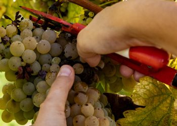 Inscrições abertas para concurso “O Vinho Verde de Arouca” integrado na Feira das Colheitas 2024