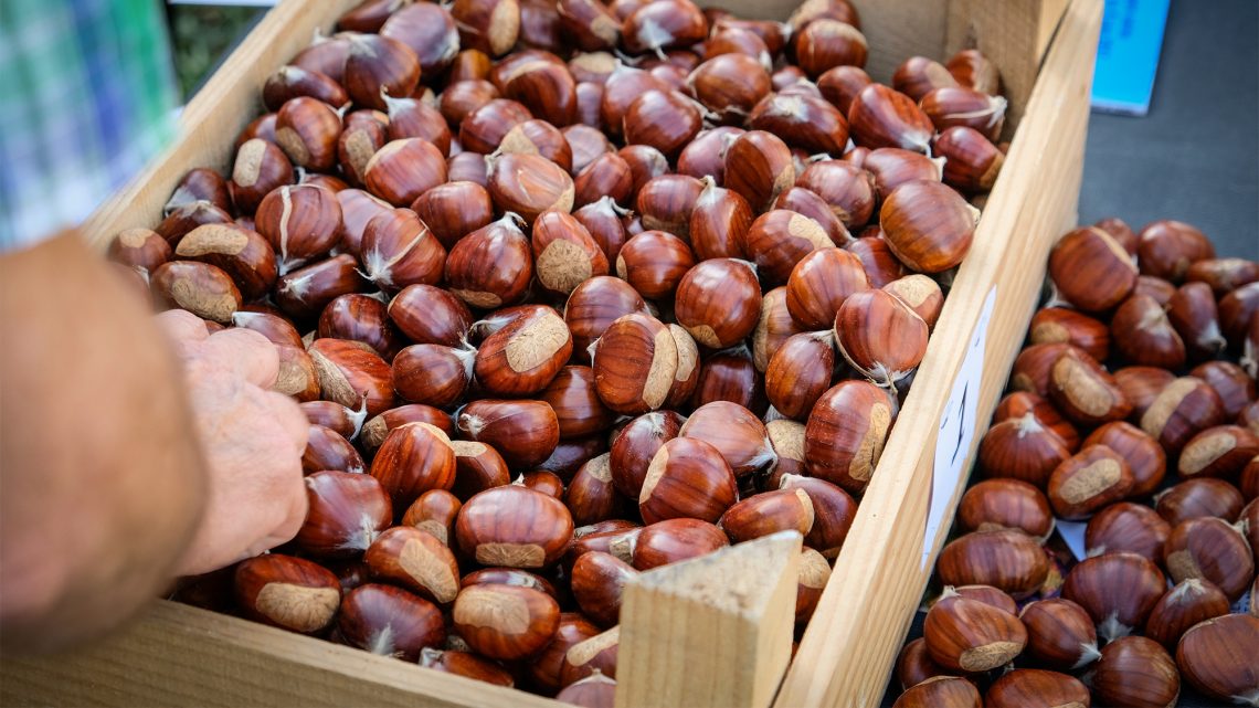 Inscrições abertas até 24 de outubro para os concursos da melhor castanha e do melhor mel