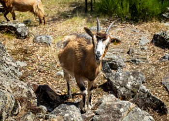 Município recolhe contributos para elaboração do regulamento de apoio à atividade de pastorícia de ovinos e caprinos em regime de produção extensiva