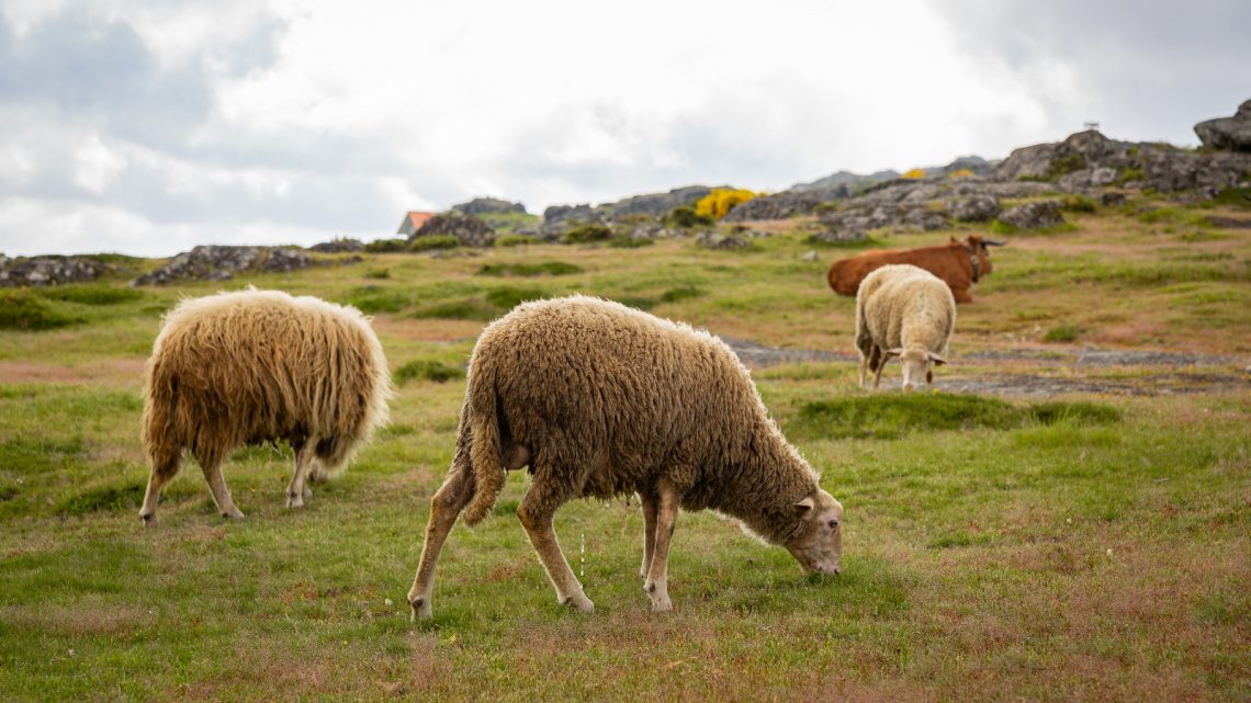 Proposta de regulamento de apoio à atividade de pastorícia de ovinos e caprinos em regime de produção extensiva está em consulta pública