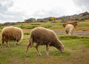 Proposta de regulamento de apoio à atividade de pastorícia de ovinos e caprinos em regime de produção extensiva está em consulta pública