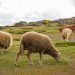 Proposta de regulamento de apoio à atividade de pastorícia de ovinos e caprinos em regime de produção extensiva está em consulta pública