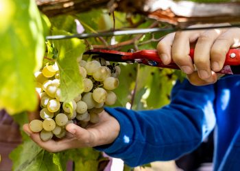Inscrições abertas para concurso “O Vinho Verde de Arouca” integrado na Feira das Colheitas 2025