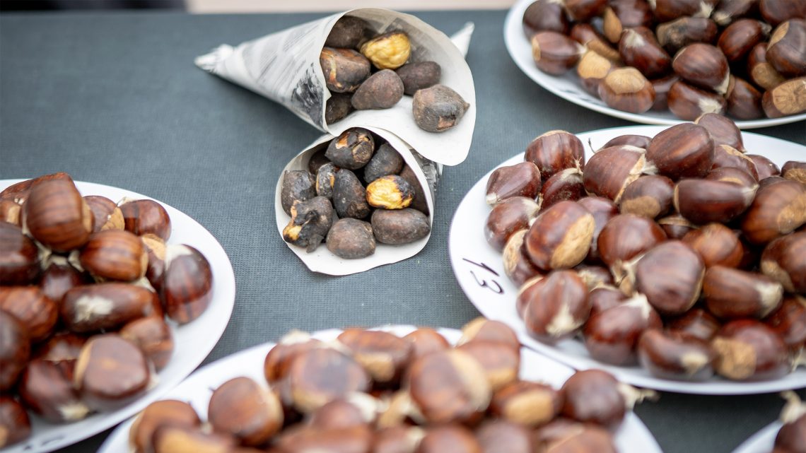 Produtores já se podem inscrever no concurso “Melhor Castanha de Arouca”