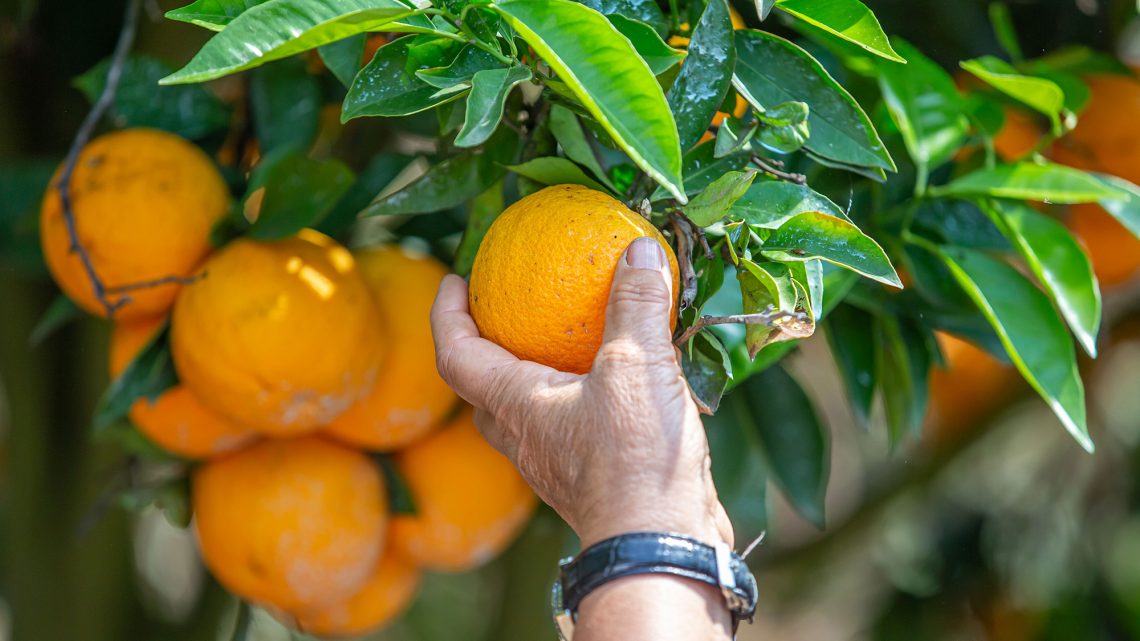 Abertas as candidaturas aos incentivos à produção agrícola nos modos de produção integrada e agricultura biológica