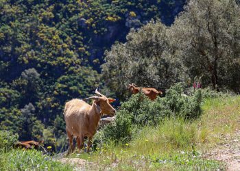 Abertas as candidaturas ao apoio à atividade de pastorícia de ovinos e caprinos em regime de produção extensiva