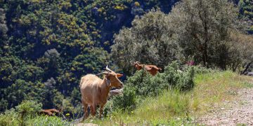 Abertas as candidaturas ao apoio à atividade de pastorícia de ovinos e caprinos em regime de produção extensiva